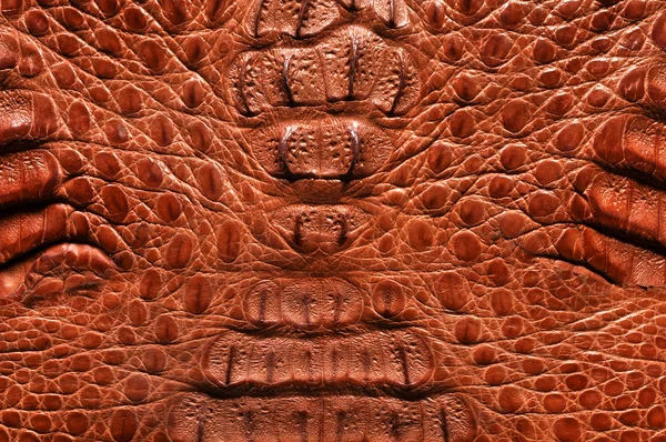 stock image Crocodile leather texture