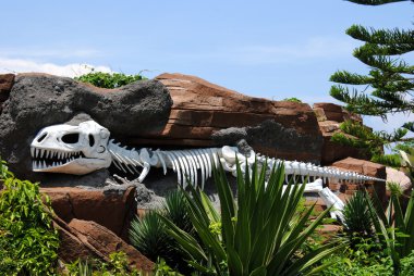 dinozor kafatası