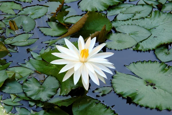 stock image White lotus