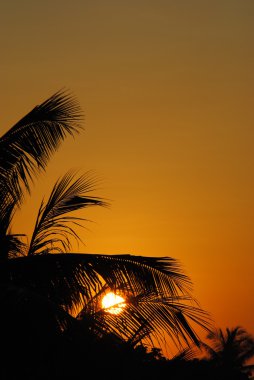 Şafak Adası bali üzerinde.