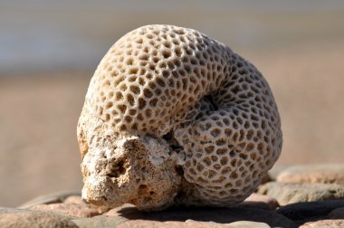 The hardened coral on sand clipart