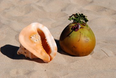 jonge kokos en cockleshell aan de wal.