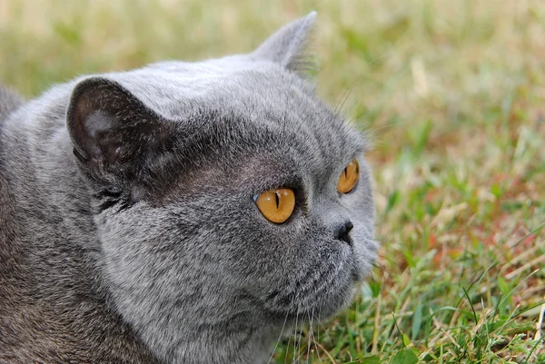 Stock image Blue cat and profile