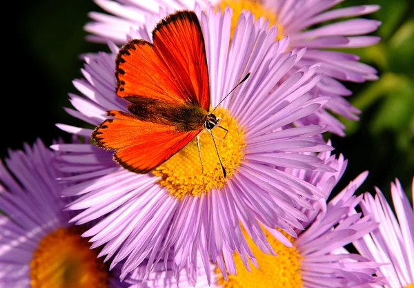Fjäril på en blomma — Stockfoto