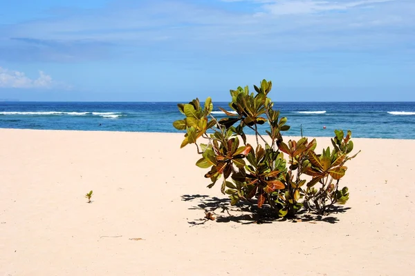 Plantă tropicală pe o plajă din Oceanul Indian . — Fotografie, imagine de stoc