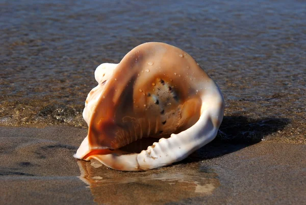 Sea bowl on an ocean coast — Stock Photo, Image