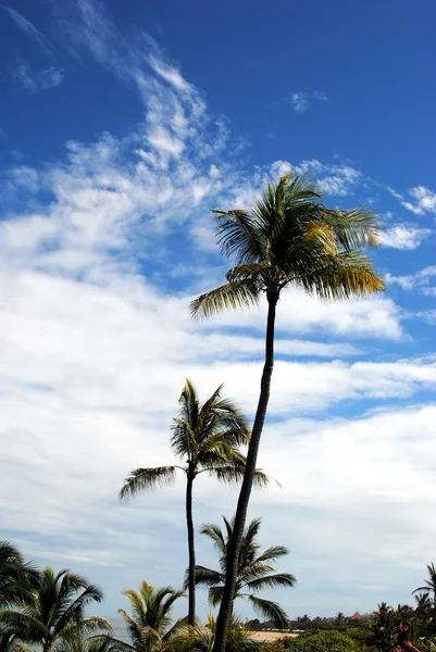 Пальмове дерево на фоні небесного пейзажу . — стокове фото