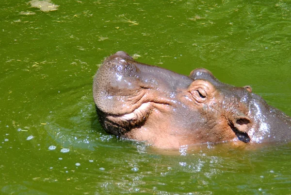 Schnauze eines Flusspferdes im grünen Wasser. — Stockfoto