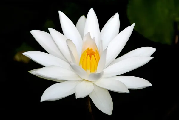 Velký, Bílý lotos. Stock Fotografie