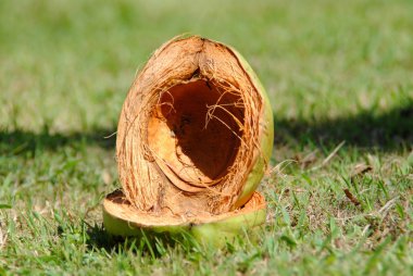 boş Hindistan cevizi