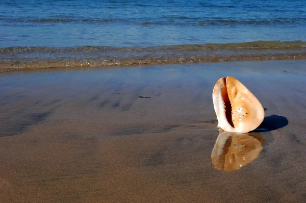 Большая ракушка на пляже — стоковое фото