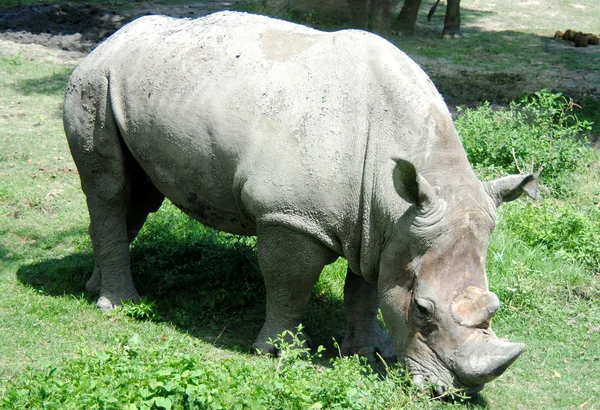 stock image Rhinoceros in a zoo