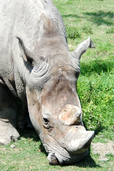 stock image Rhinoceros
