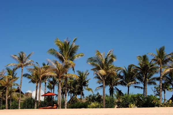 Palmieri pe o plajă — Fotografie, imagine de stoc