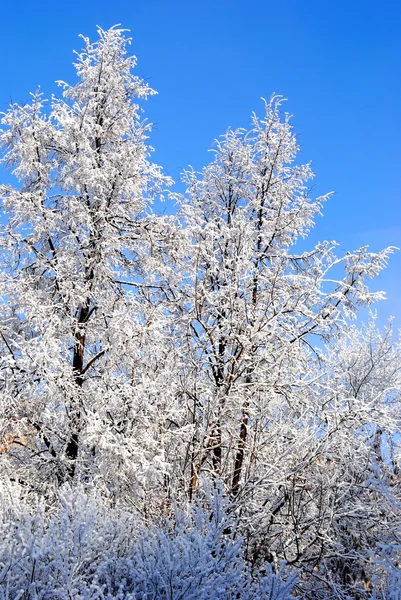 Stock image Winter a landscape