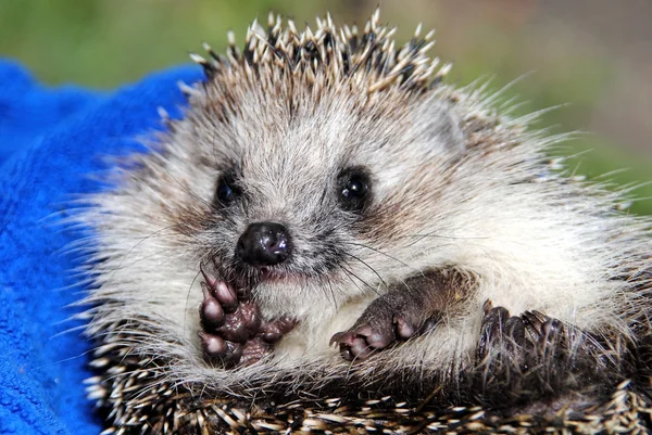 stock image The big hedgehog