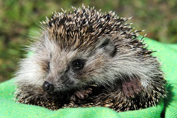 stock image The big hedgehog