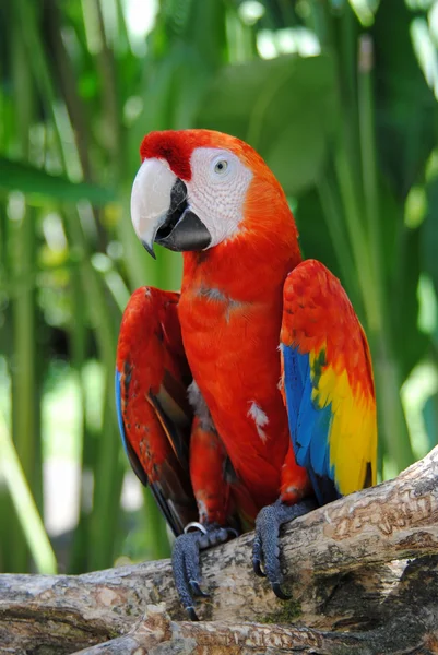 Червоний Папуг Острові Балі Зоопарк — стокове фото