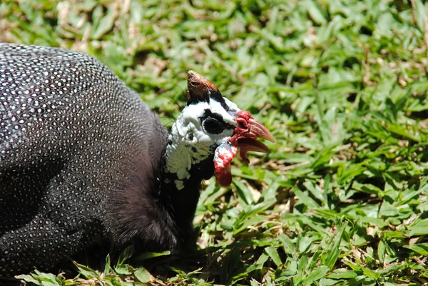 バリ島に位置する 島の動物園の鳥 — ストック写真