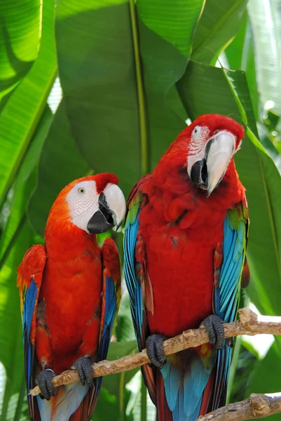 Rote Papageien Einem Inselzoo — Stockfoto