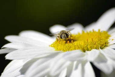 Papatya üzerinde oturan bir arı. Makro.