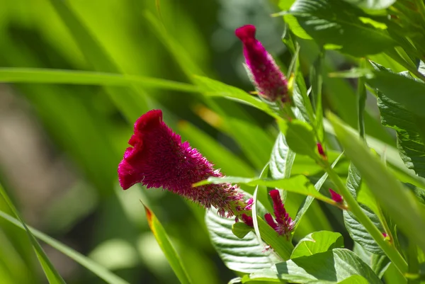 stock image Red flowers, green grass. Bright colors.