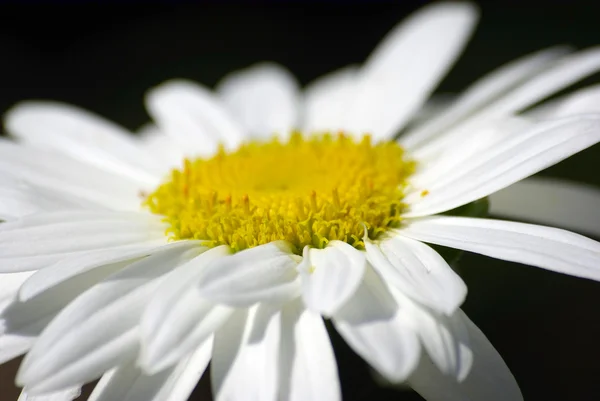 White flower closeup on black background. — Stock Photo, Image