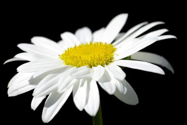 stock image White Flower macro on black background with work path.