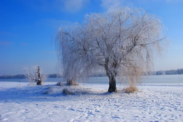 Зимовий Пейзаж Парку — стокове фото