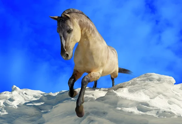 Koně Zimní Obloze — Stock fotografie