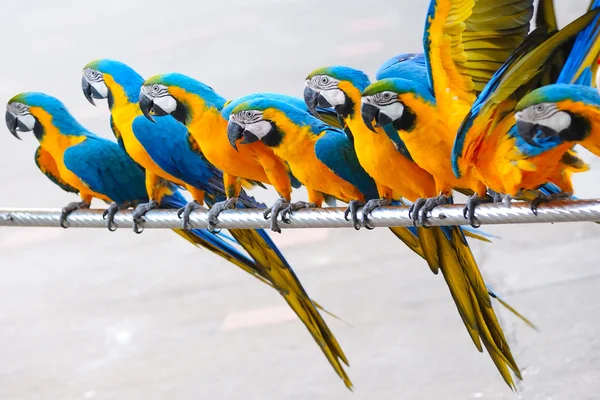 Papegaai vogels — Stockfoto