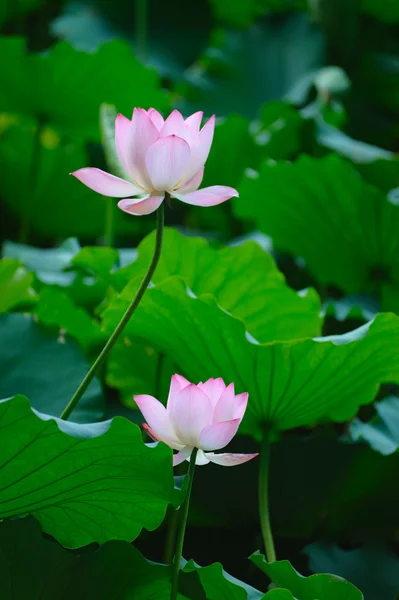 Zwei Lotusblumen — Stockfoto