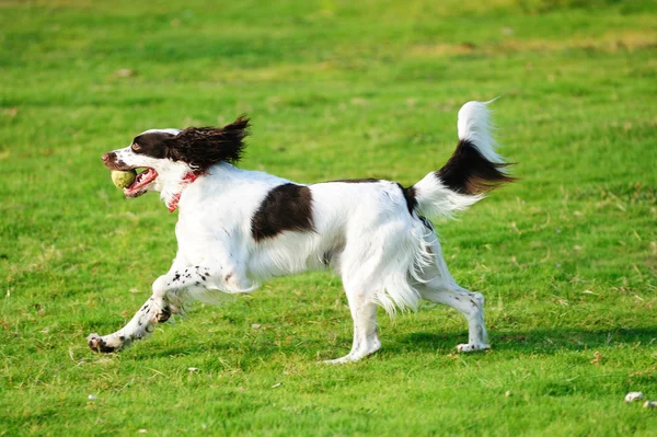 Άλτης σκύλος τρέχει — Φωτογραφία Αρχείου