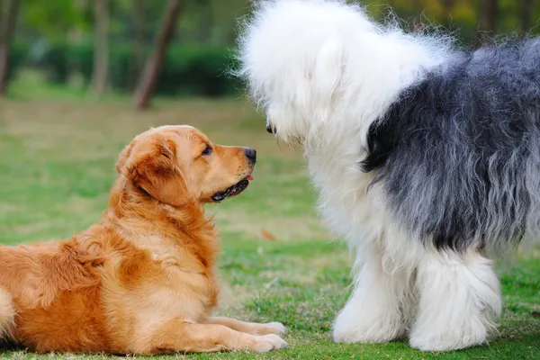 Dois cães — Fotografia de Stock