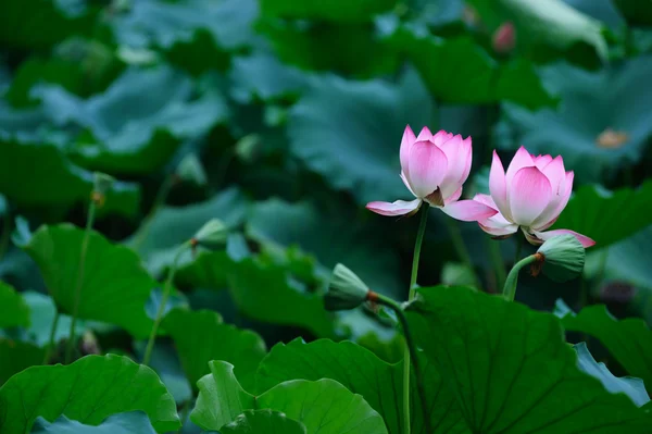 Zwei Lotusblumen — Stockfoto