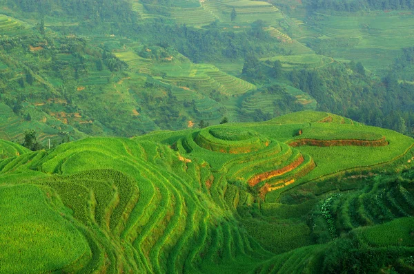 Green rice field — Stock Photo, Image