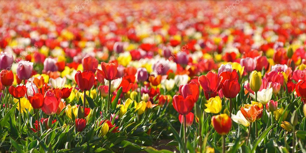 Champ de tulipes rouges et jaunes — Stock Photo © saintho #4313308