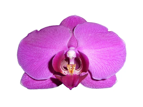 Orchidee - rodziny storczykowatych — Zdjęcie stockowe