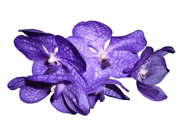 Orchideen_Gruppe1 - Orchidaceae — Stock fotografie