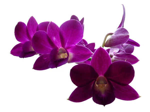 Orchid _ Orchidecea — стоковое фото