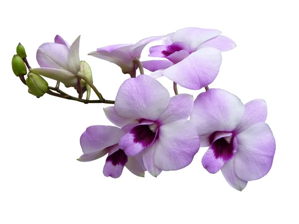 난초-orchidecea 스톡 이미지