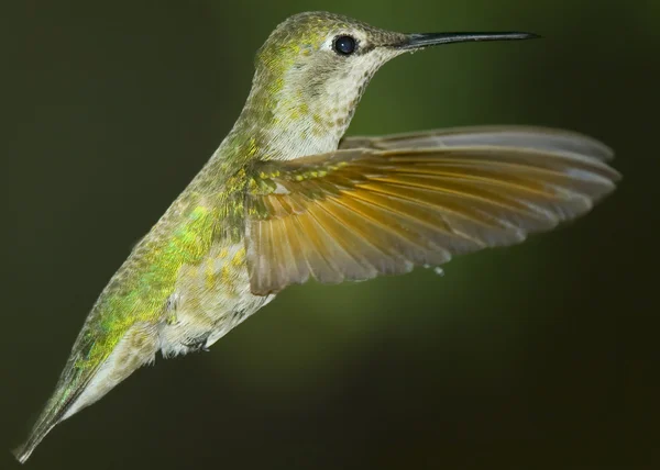 Hummingbird Rising — Stock Photo, Image