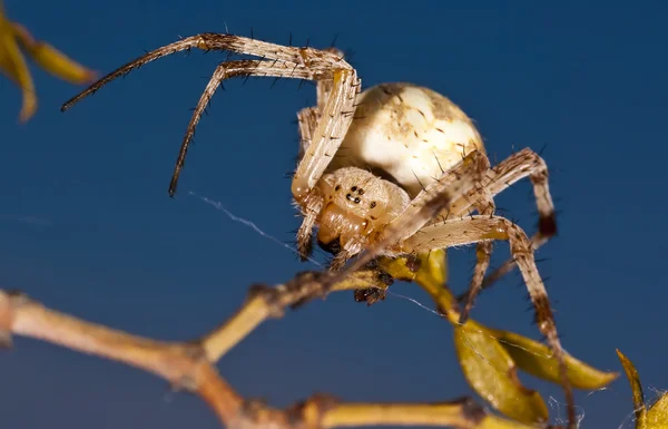 Západní strakaté orb Tkadlec pavouk — Stock fotografie