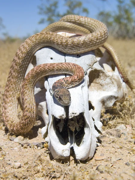 Snake op een schedel (vooraanzicht) Stockfoto