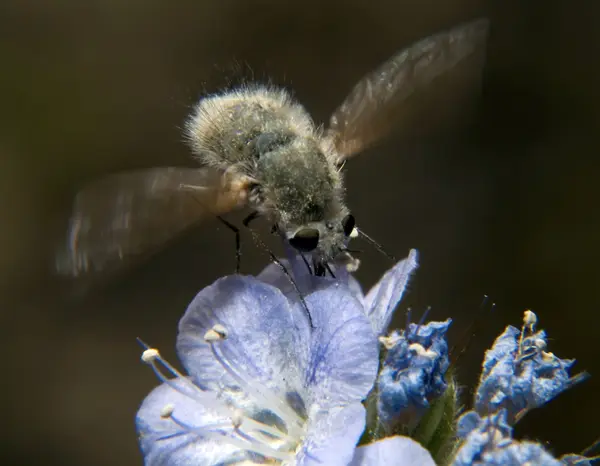 Arizona Hoverfly feeeding — Fotografia de Stock