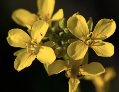 Arizona Bladderpod Mustard clipart