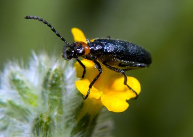 Arizona blister izlemek beetle