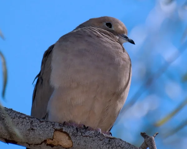 Аризона голубь на ветке — стоковое фото