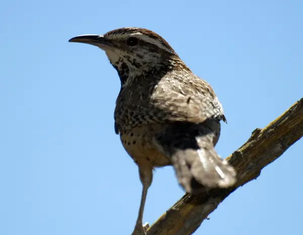 Arizona Bird on a tree Branch — Stock Photo, Image