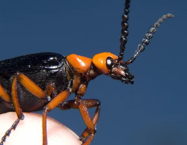 亚利桑那州的水泡甲虫 — 图库照片